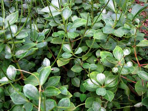 Image of arid-land peperomia