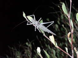 Image of Capnobotes bruneri Scudder & S. H. 1897