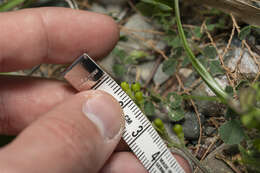 Image of Judean Fumitory