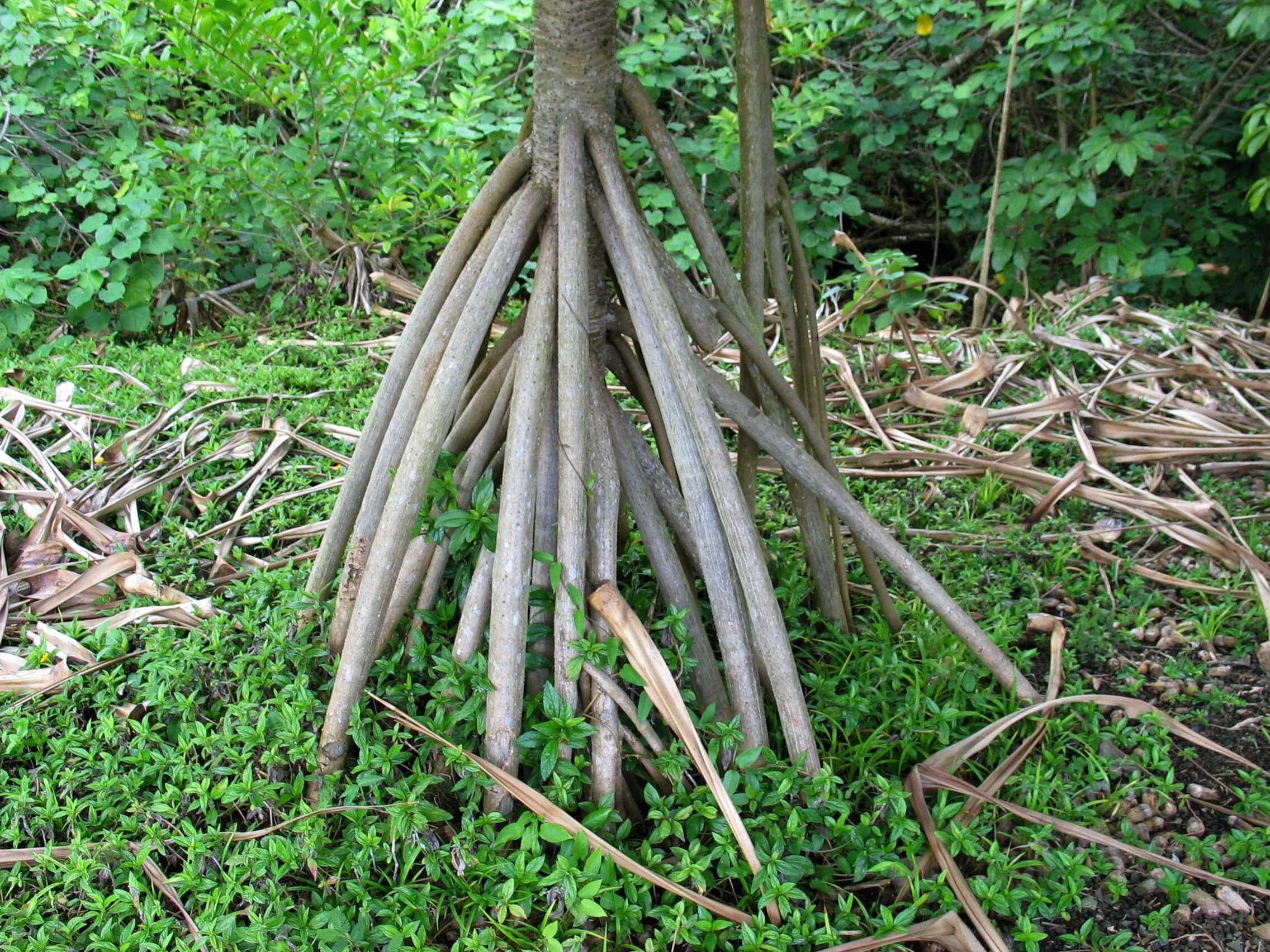 Image of Tahitian screwpine