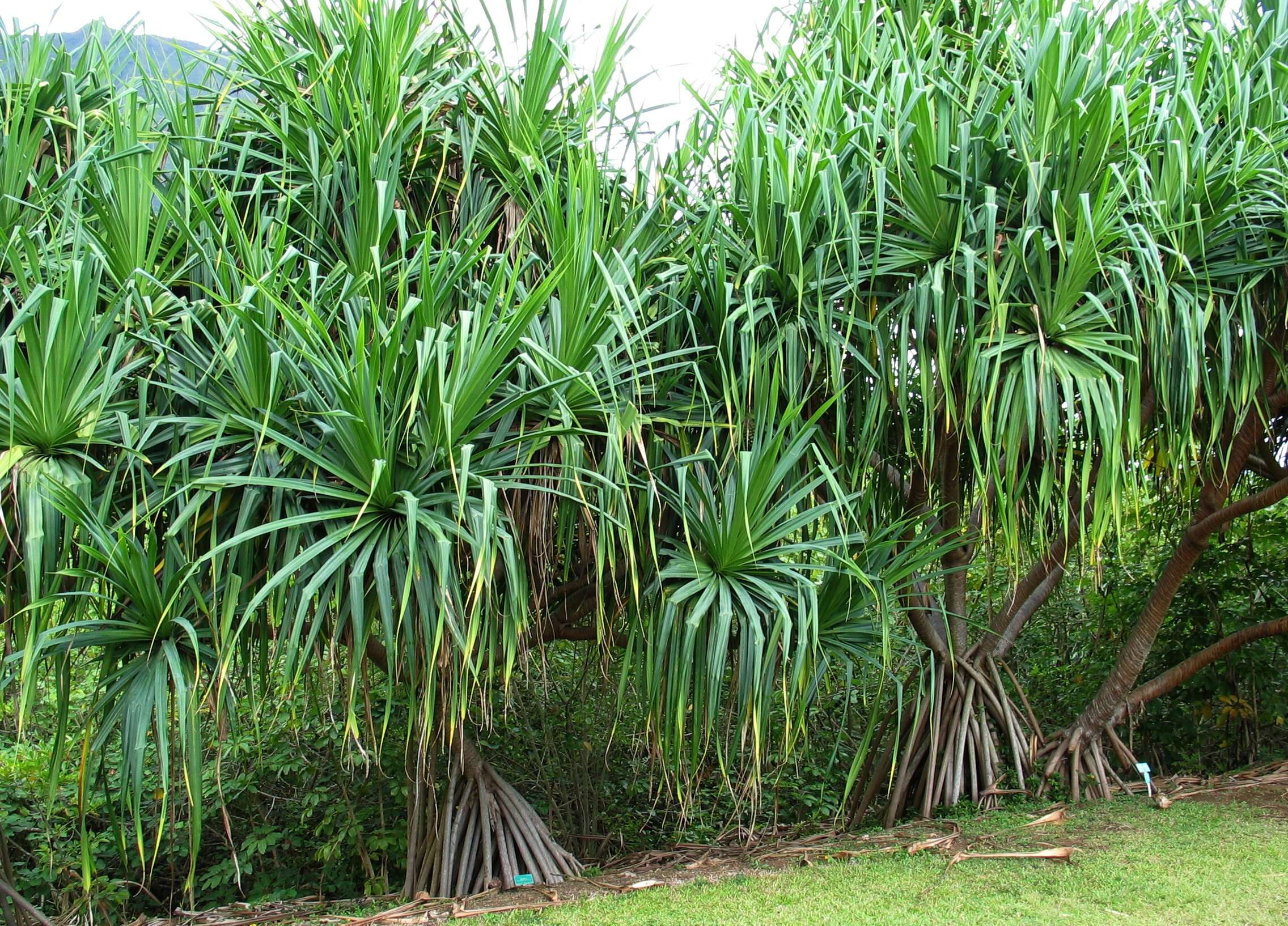 Image of Tahitian screwpine