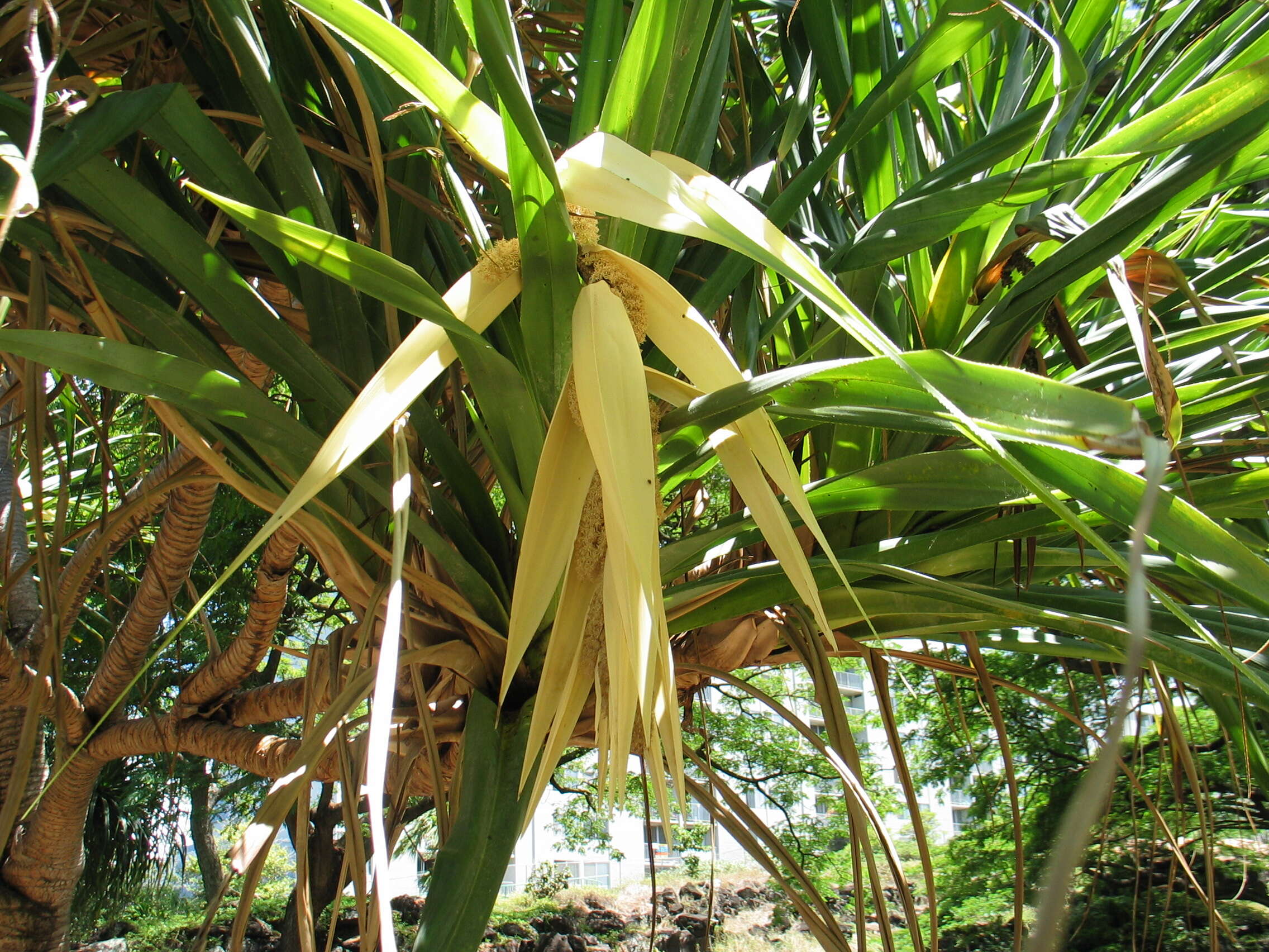 Image of Tahitian screwpine