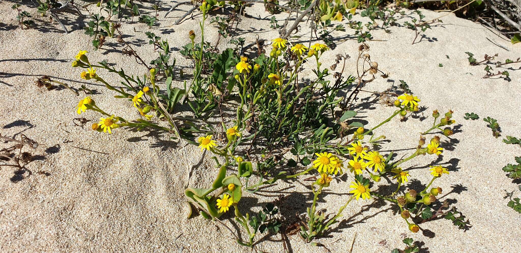 Image of Senecio pinnatifolius var. maritimus (Ali) I. Thomps.