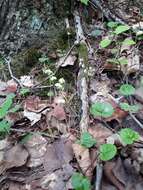 Image of Pyrola renifolia Maxim.