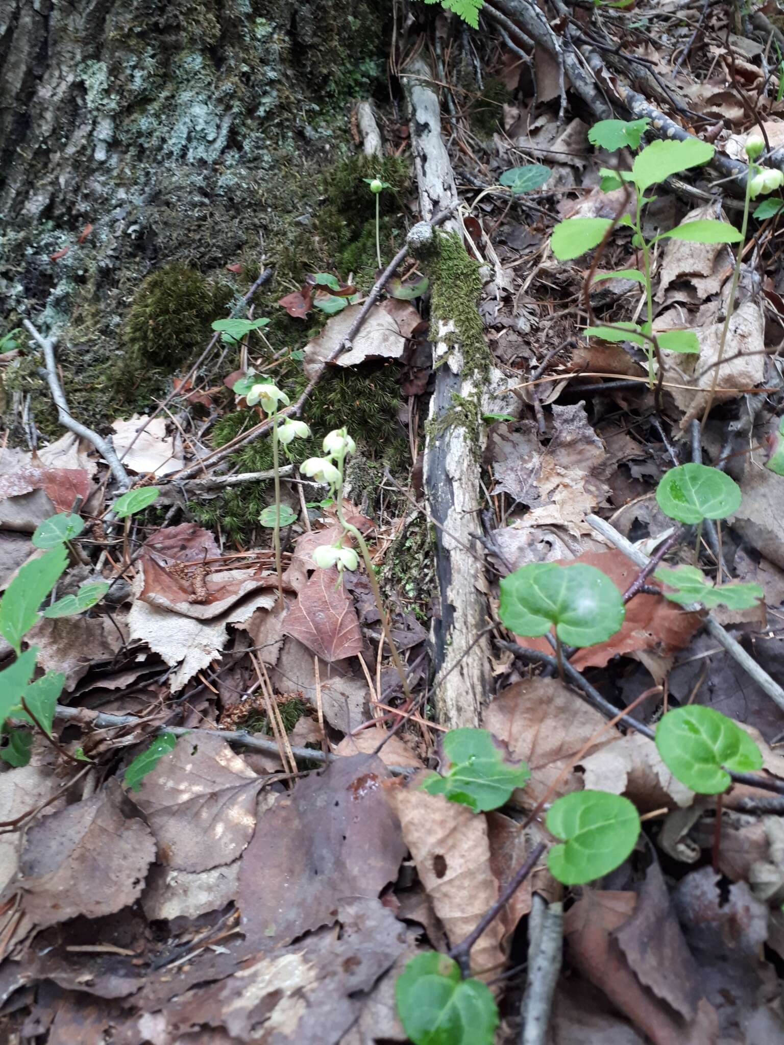 Image of Pyrola renifolia Maxim.