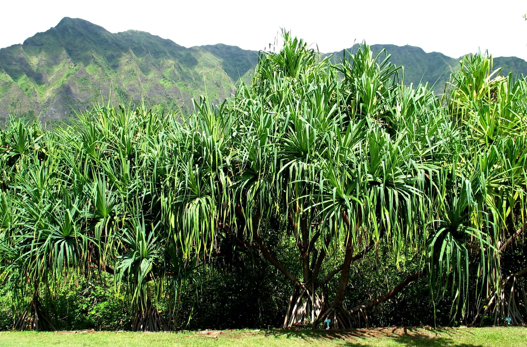 Image of Tahitian screwpine