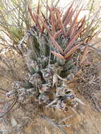 Image of Ceropegia ramosa (Masson) Bruyns