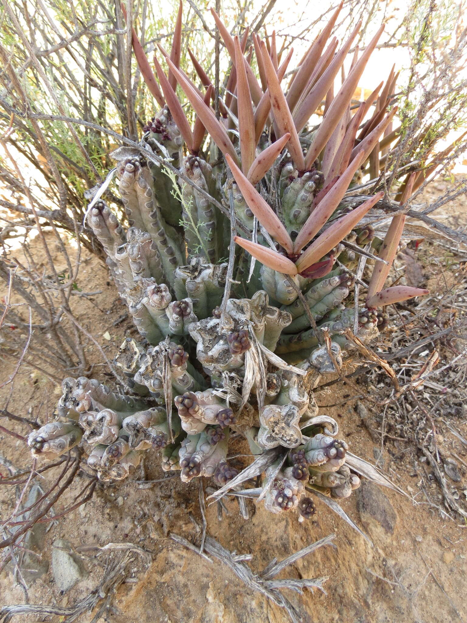 Image de Ceropegia ramosa (Masson) Bruyns