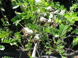 Image of Hawai'i hawthorn