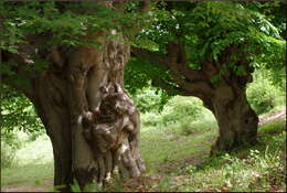 Image of Oriental Beech