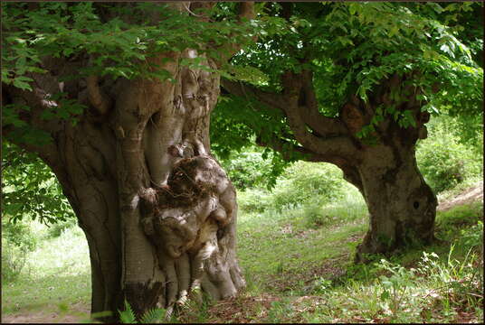 صورة Fagus orientalis Lipsky