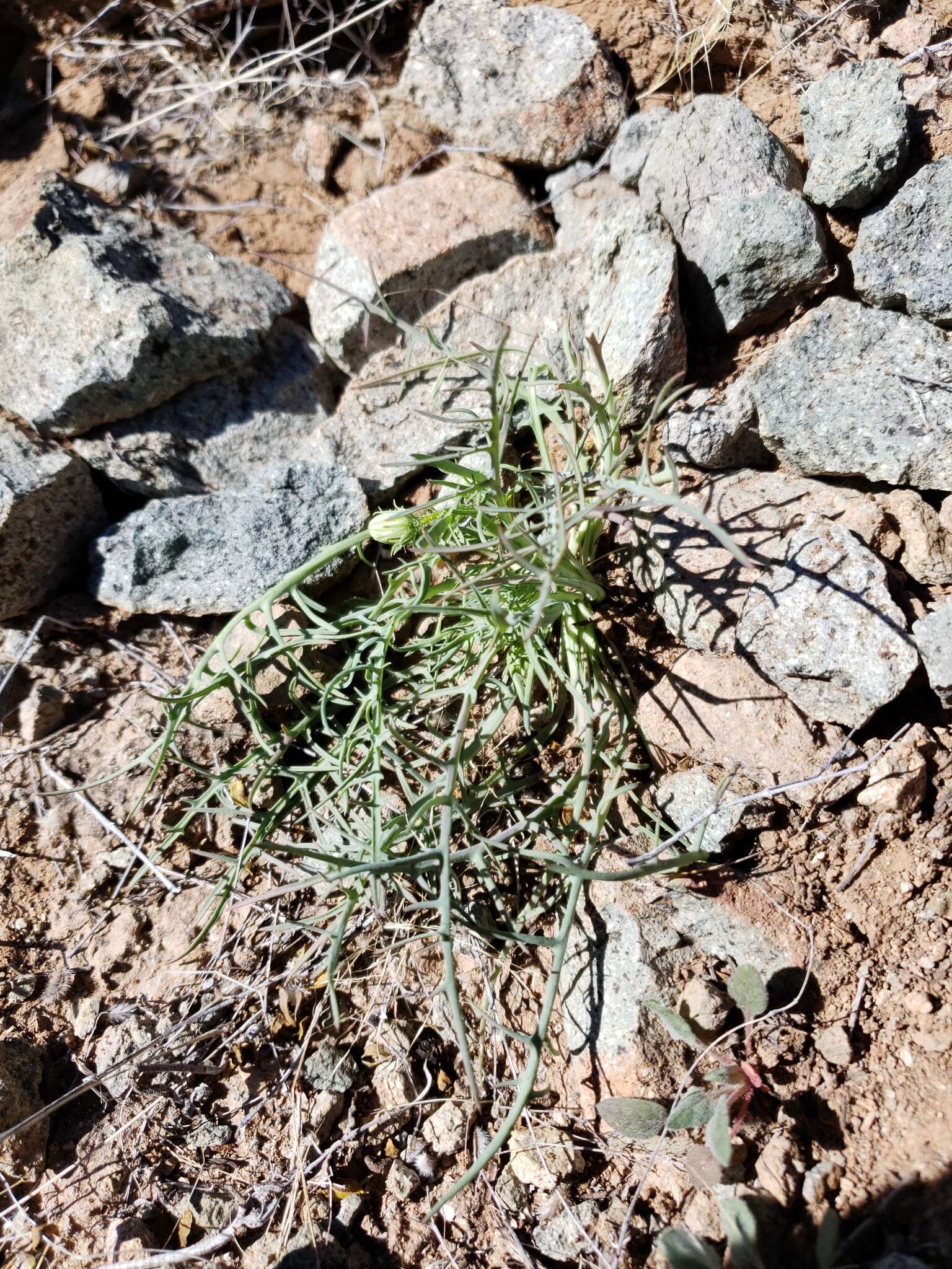 Слика од Calycoseris wrightii A. Gray