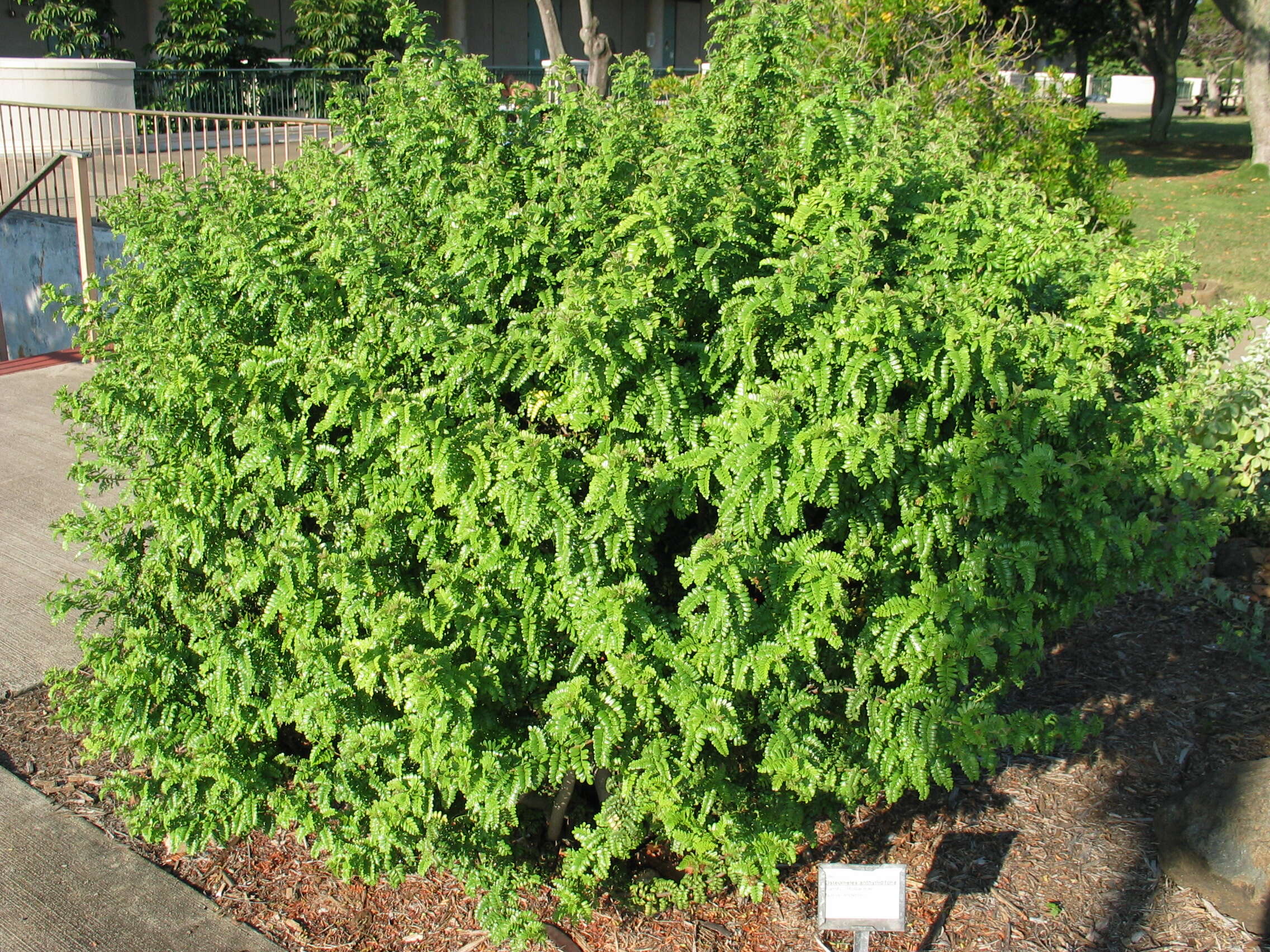 Image of Hawai'i hawthorn