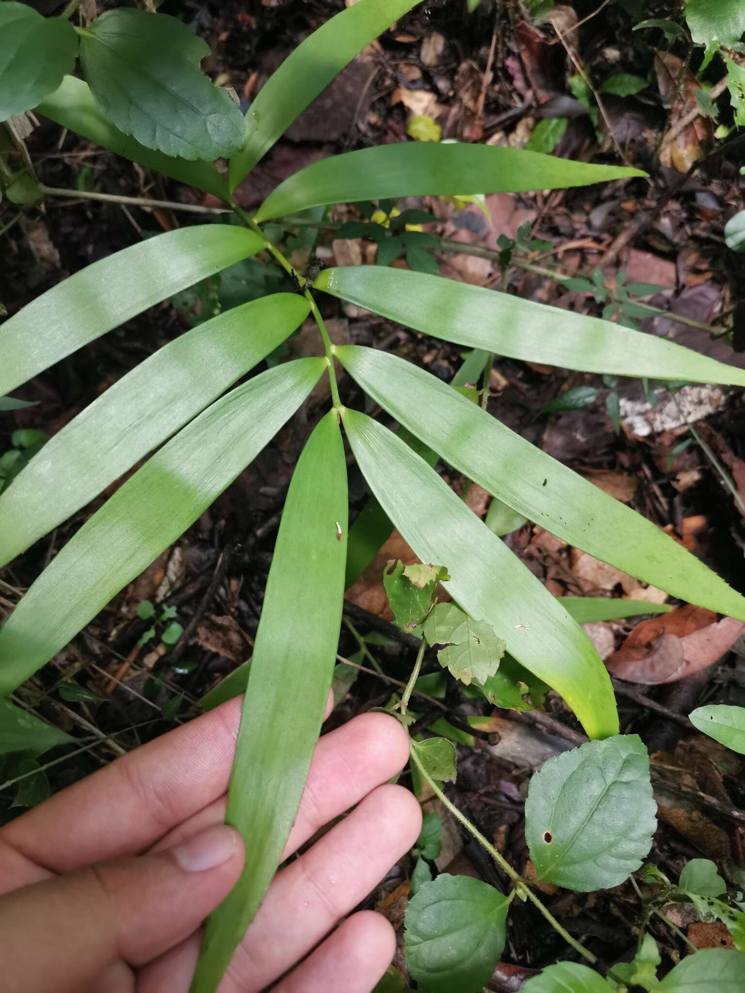 Image of Zamia paucijuga Wieland