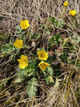 Image of Geum geoides (Pall.) Smedmark