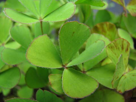 Image of villous waterclover