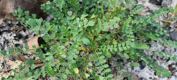 Sivun Astragalus obcordatus Ell. kuva