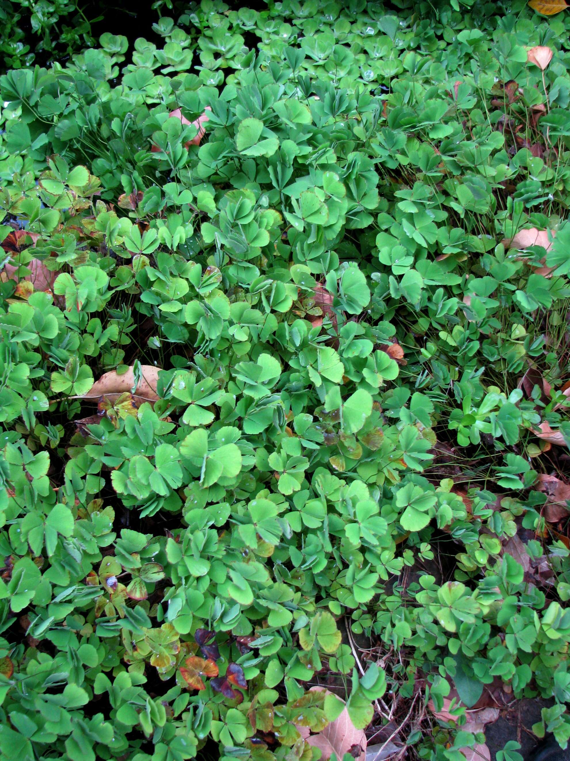 Plancia ëd Marsilea villosa Kaulf.