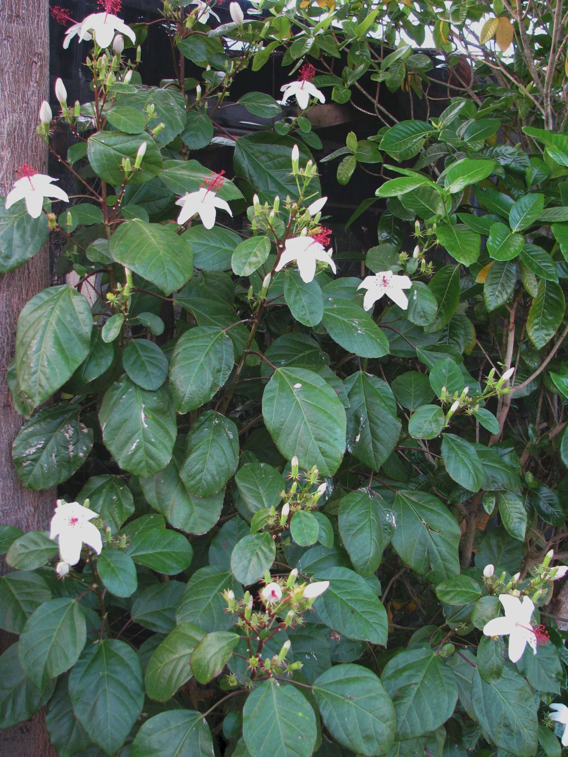 Image of white Kauai rosemallow