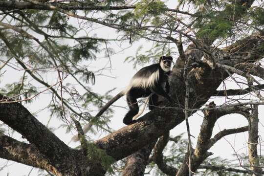 Imagem de Colobus guereza occidentalis (de Rochebrune 1887)