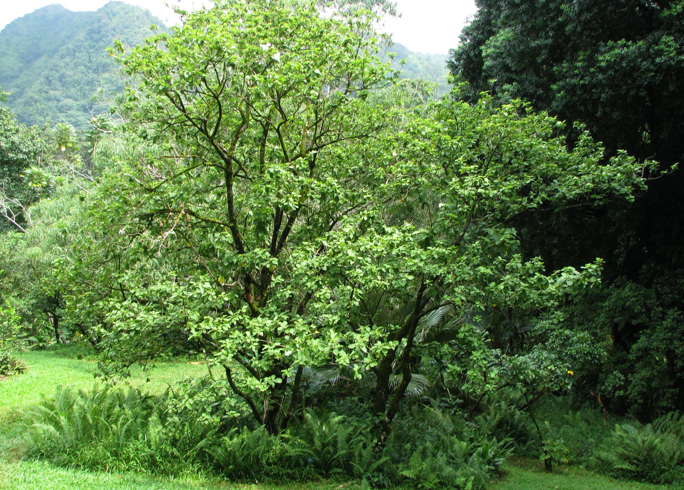 Image of white Kauai rosemallow