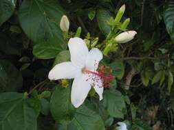 Image of white Kauai rosemallow