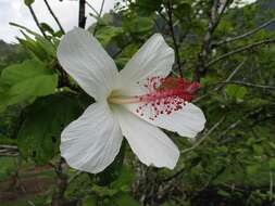 Image of white Kauai rosemallow