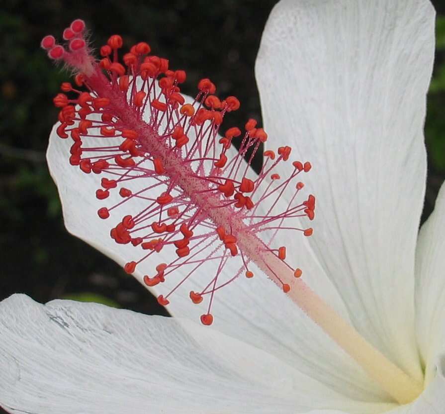 Image of white Kauai rosemallow