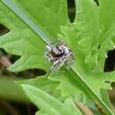 Image of Habronattus coecatus (Hentz 1846)