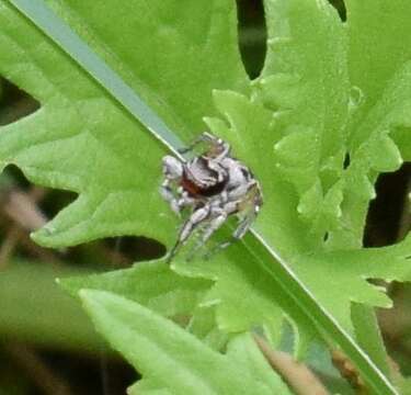 Image of Habronattus coecatus (Hentz 1846)