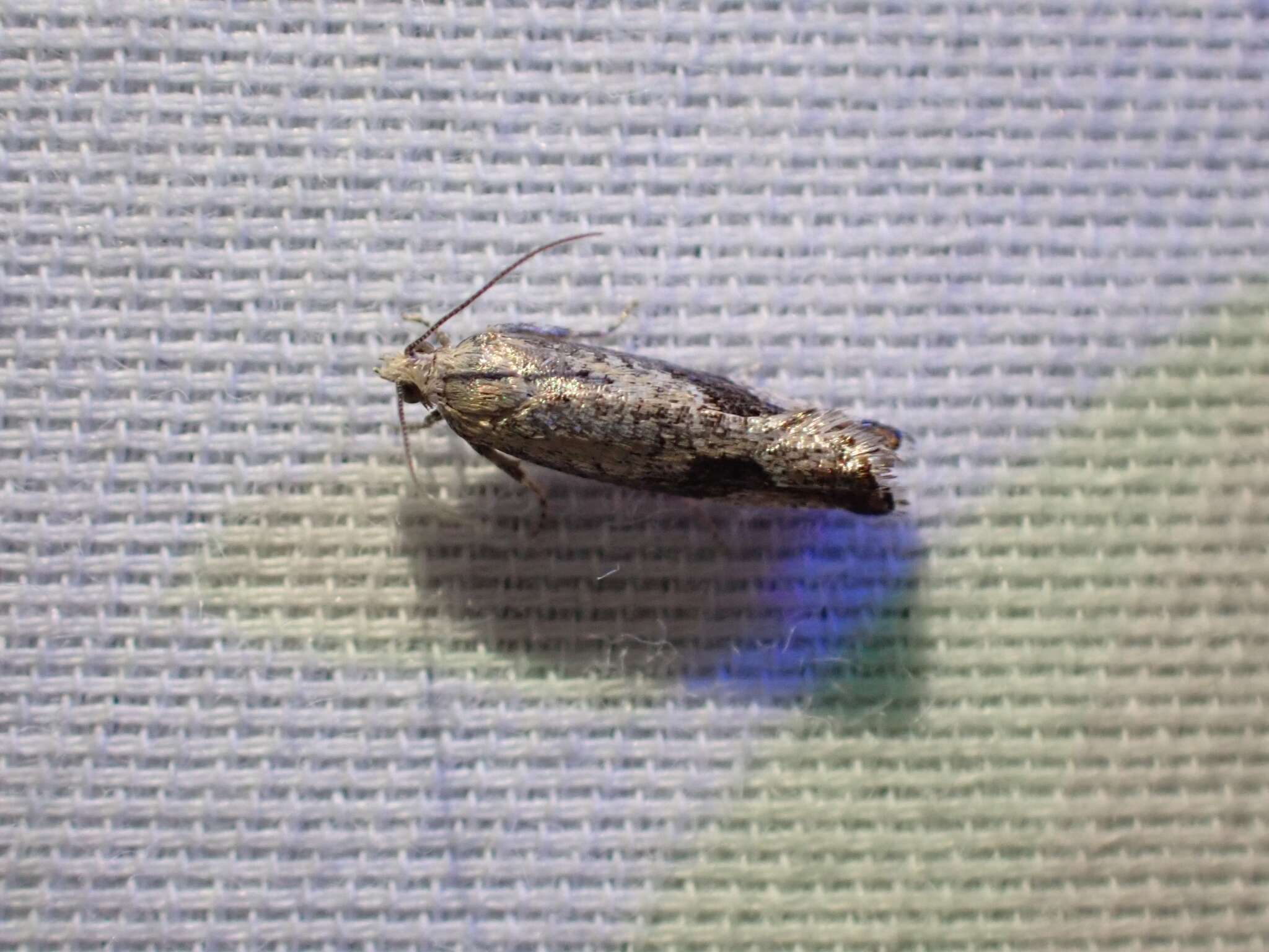 Image of Epinotia medioplagata Walsingham 1895