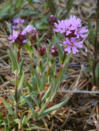 Слика од Silene suecica (Loddiges) Greuter & Burdet