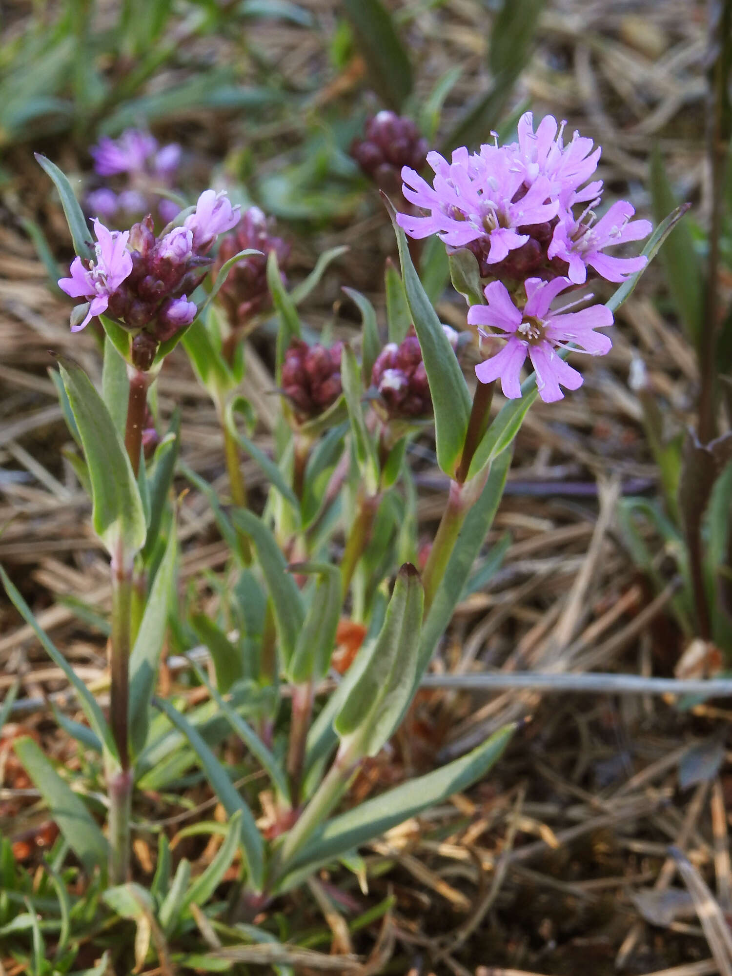 Слика од Silene suecica (Loddiges) Greuter & Burdet