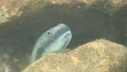 Image of Threadfin goby