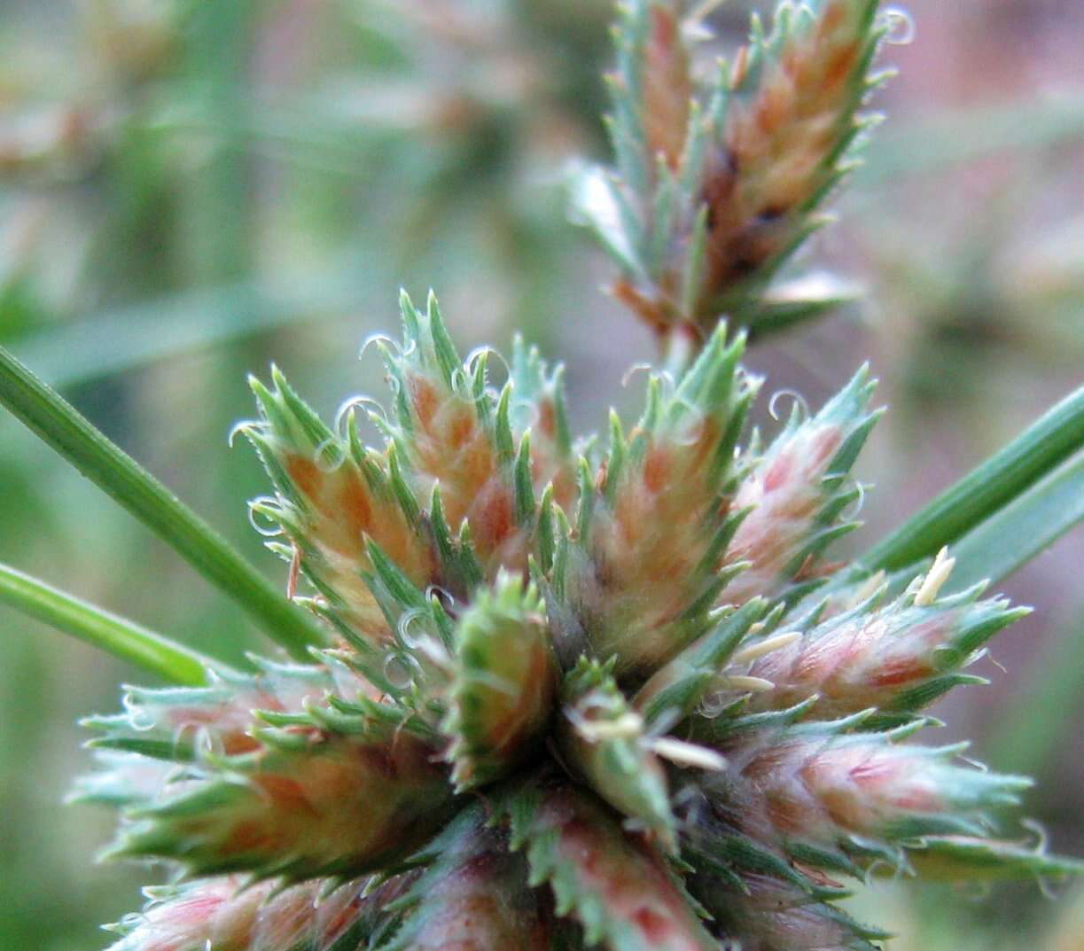 Image of Sticky Flatsedge