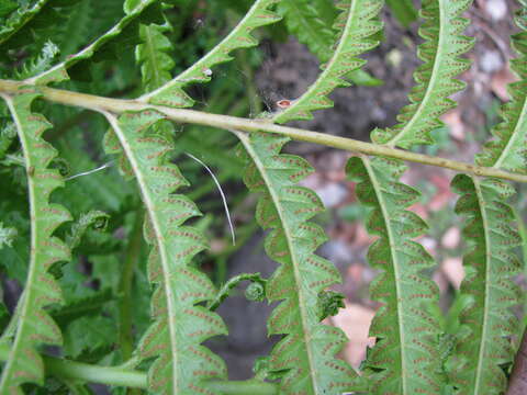 Image of Hottentot Fern