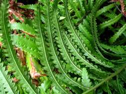 Image of Hottentot Fern