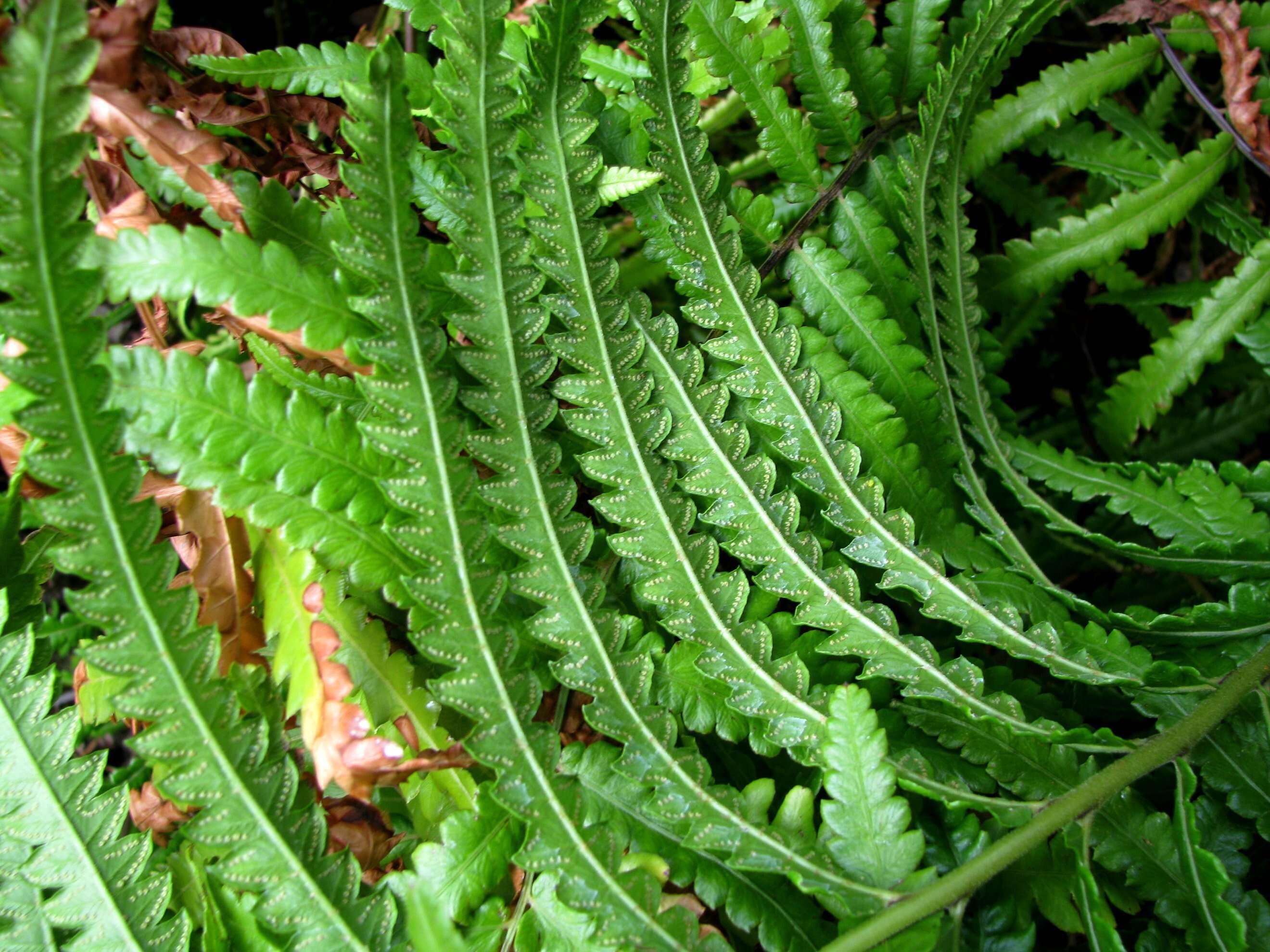 Image of Hottentot Fern