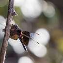 Thermorthemis madagascariensis (Rambur 1842) resmi