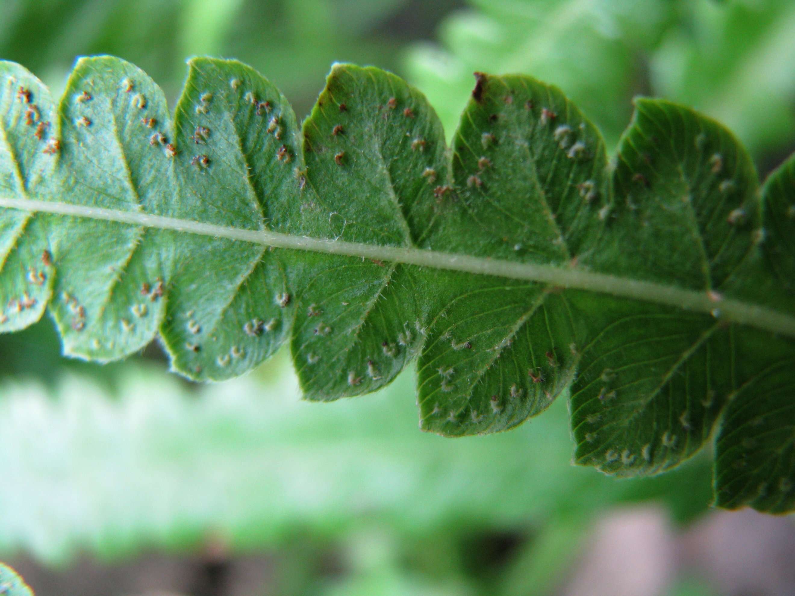 Image of Hottentot Fern