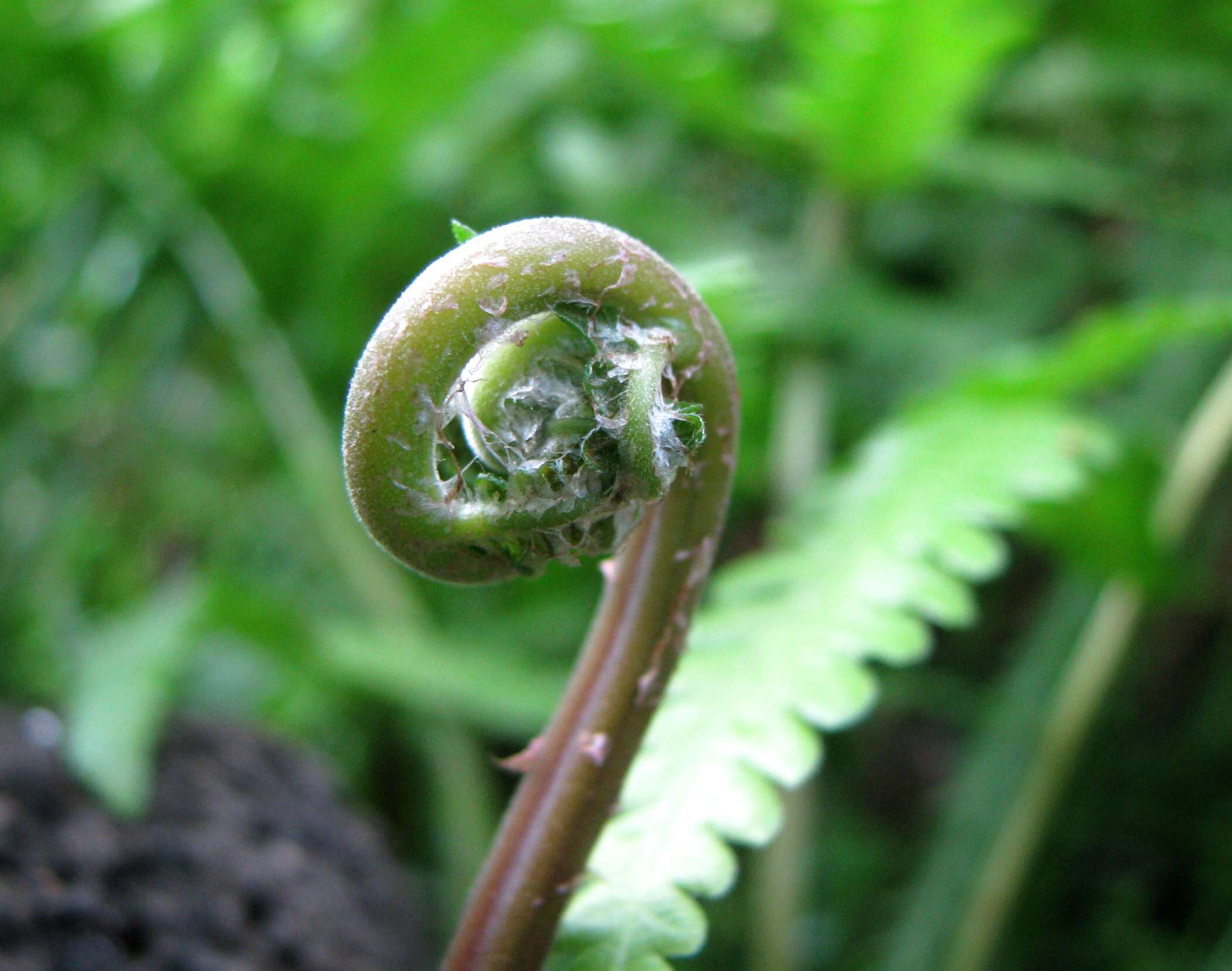 Image of Hottentot Fern