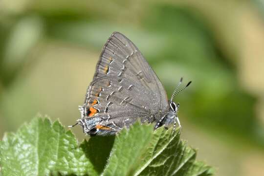 Image of Banded Hairstreak