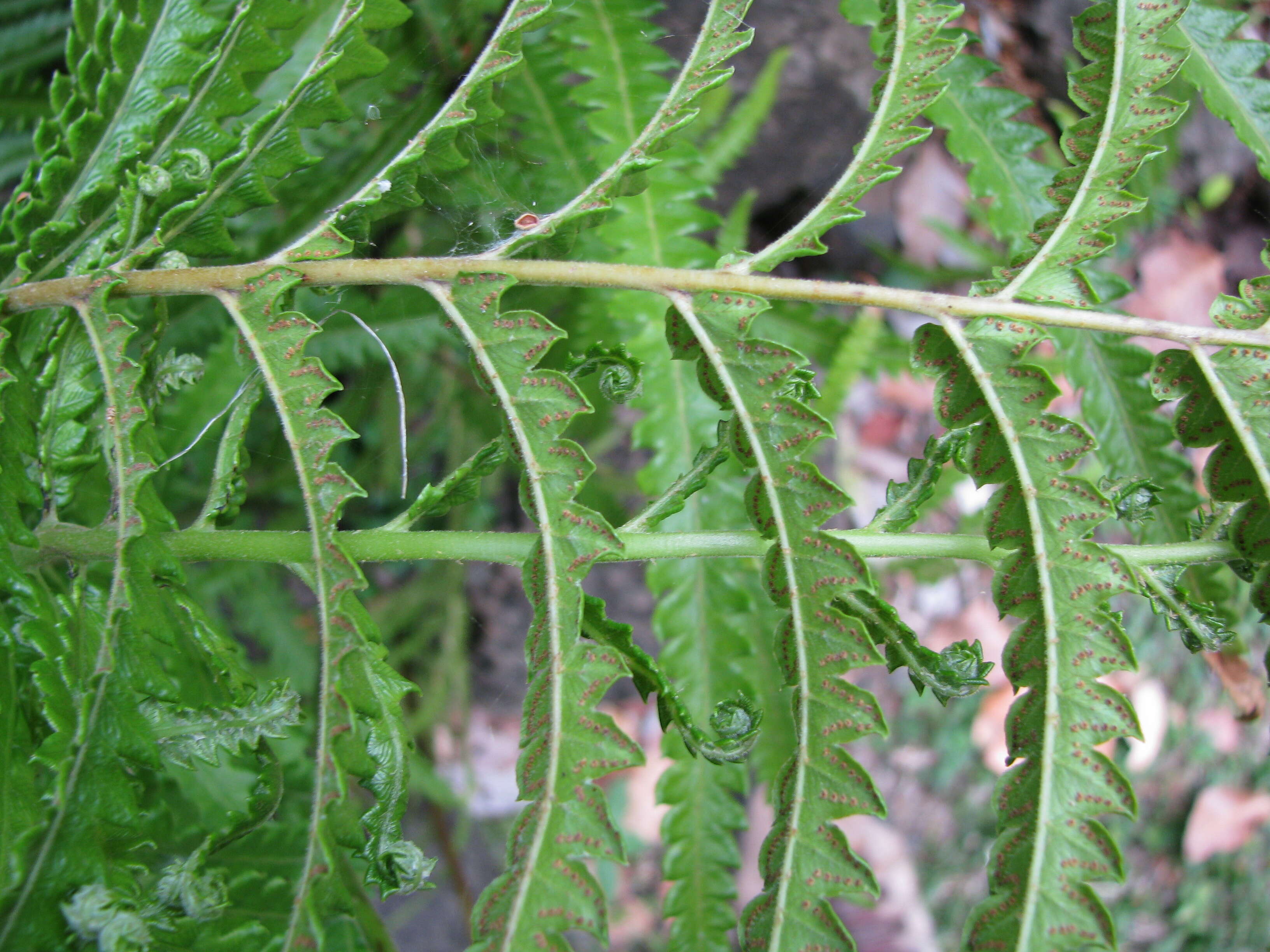 Image of Hottentot Fern