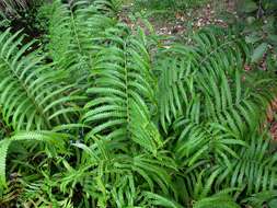 Image of Hottentot Fern