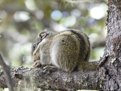 Image of Swinhoe's Striped Squirrel