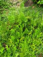 Image of Hottentot Fern