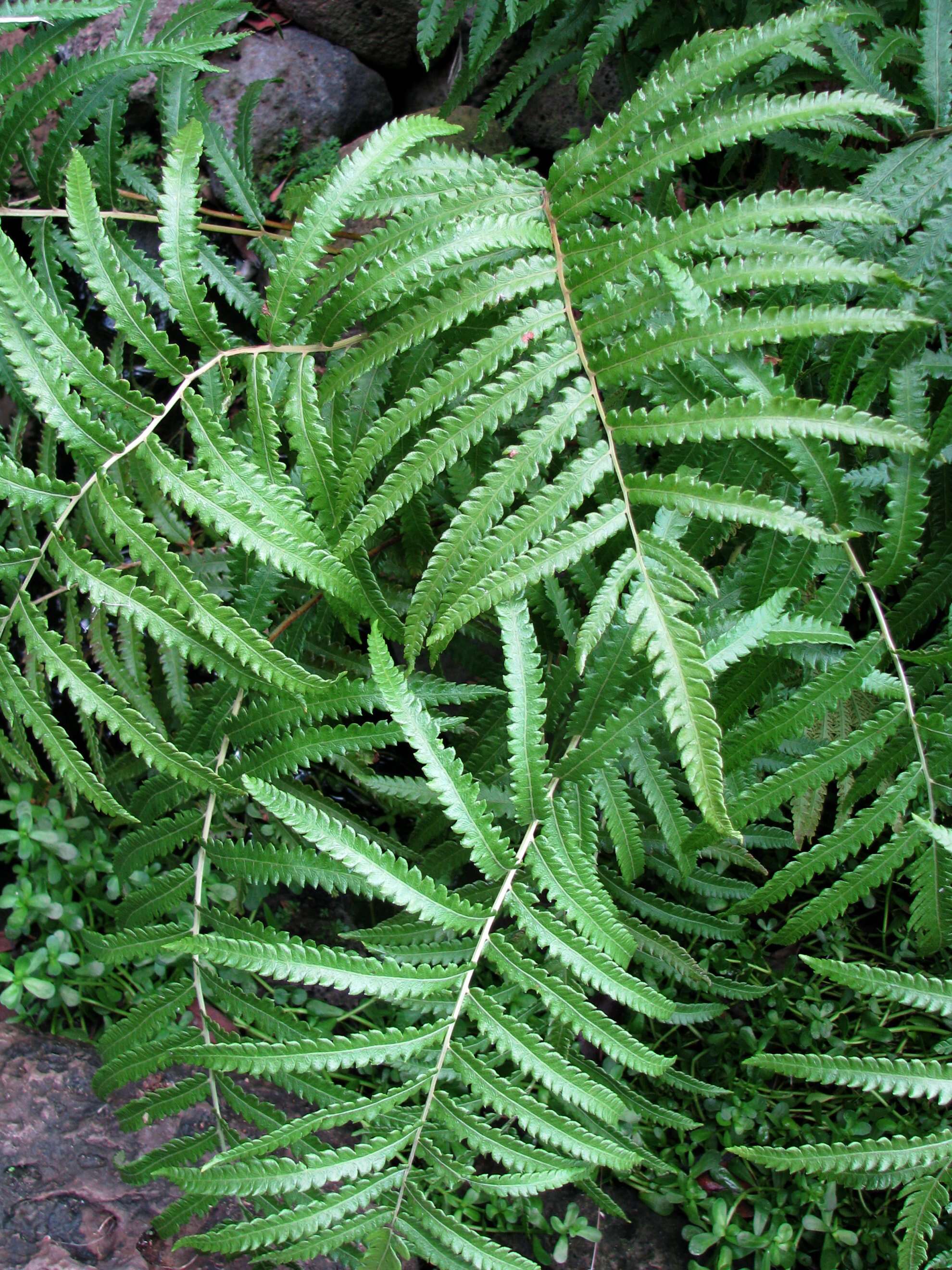 Image of Hottentot Fern