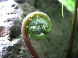 Image of Hottentot Fern