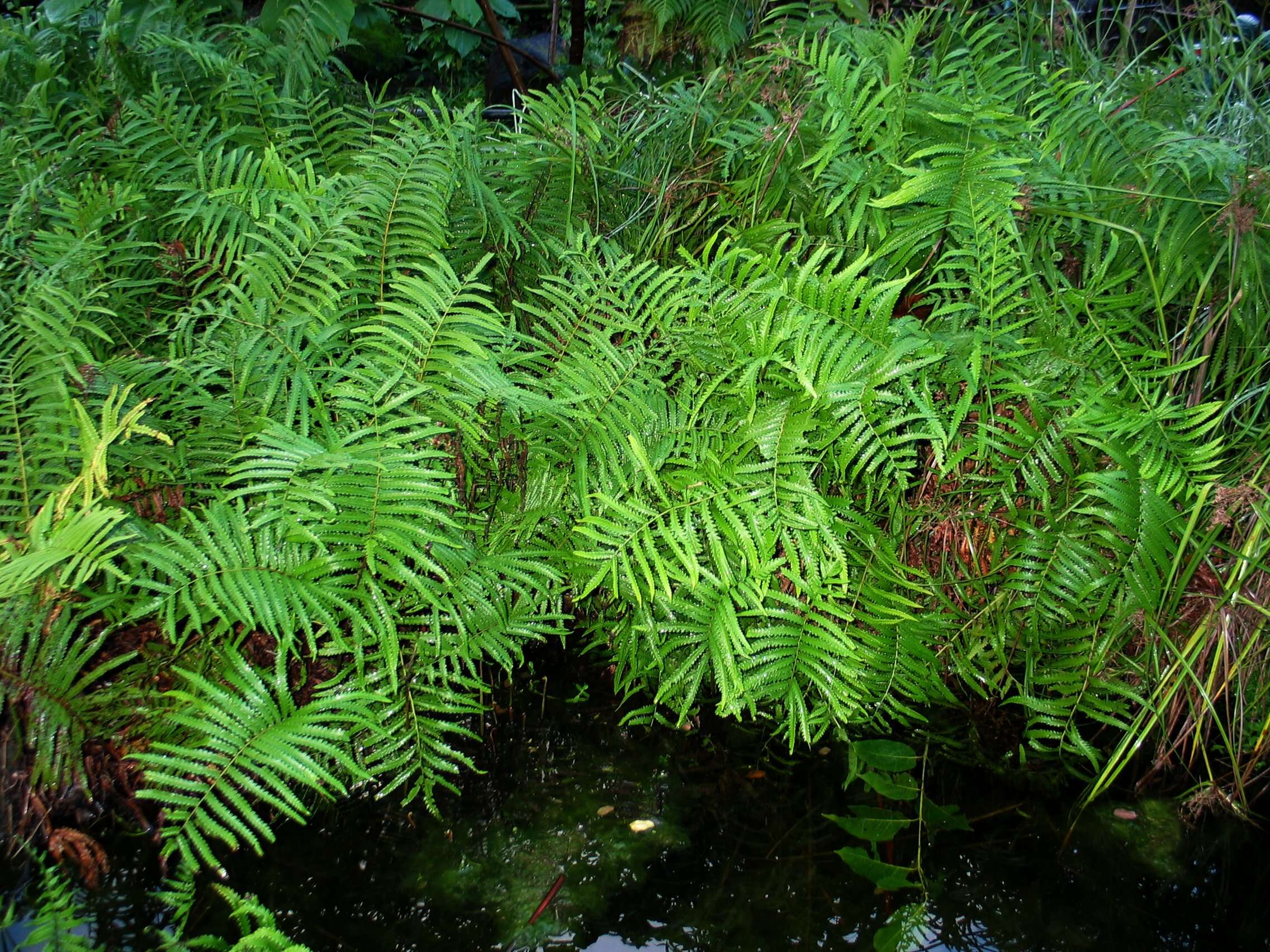 Image of Hottentot Fern