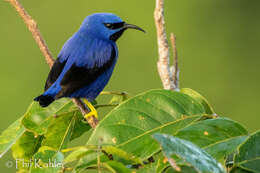 Image of Purple Honeycreeper